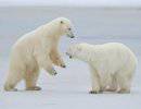 Арктика: война за холодное золото