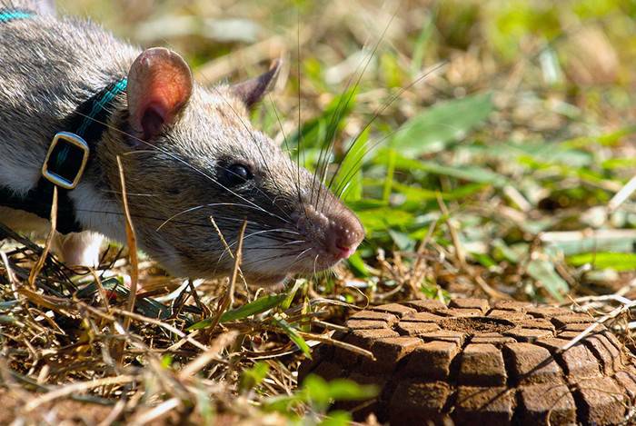 Грызуны специального назначения: как крыс учат искать мины