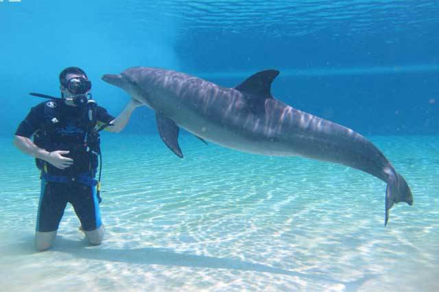 Минобороны разместило заявку на приобретение дельфинов