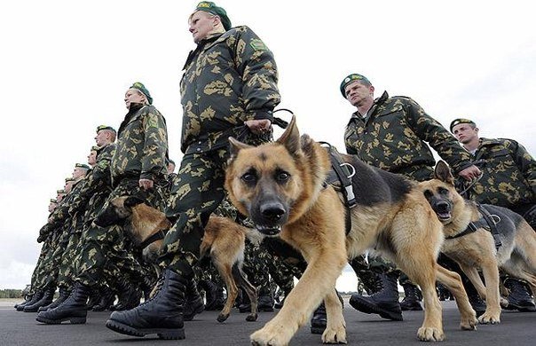 Собака устами пограничника. Собаки принесли присягу на верность Украине