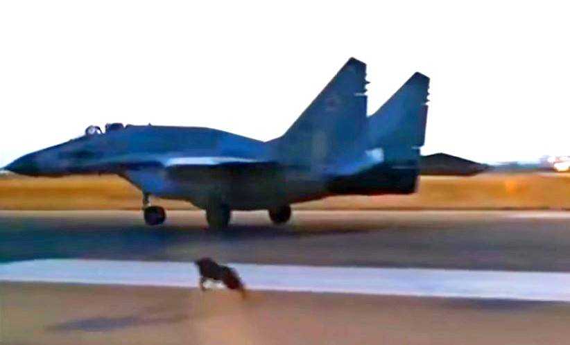 Это Хмеймим, детка! Пёс гонится за МиГ-29 на взлетной полосе