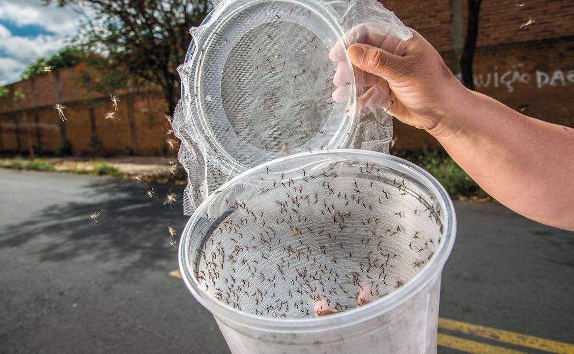 Боевые комары как спецназ мировой вирусной войны