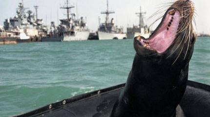 Использование боевых животных в военно-морском спецназе ВМС США Использование боевых животных в военно-морском спецназе ВМС США