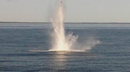 Военные водолазы уничтожают авиабомбы в Балтийском море