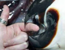Кракены – реальный ужас морей Кракены – реальный ужас морей