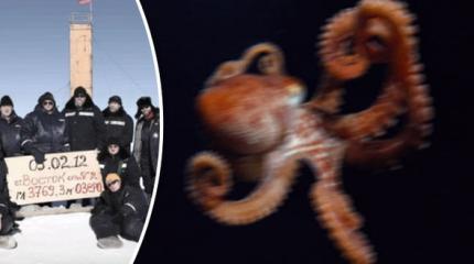 Daily Express: Осьминог-убийца - новое оружие России Daily Express: Осьминог-убийца - новое оружие России