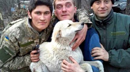 Пьяное «пушечное мясо» для Порошенко Пьяное «пушечное мясо» для Порошенко