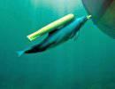 В Черном море появятся американские военные дельфины