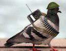 Боевые звери. Животные на войне Боевые звери. Животные на войне