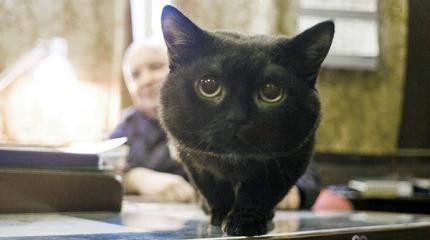 Корабельные коты: суровые и пушистые Корабельные коты: суровые и пушистые