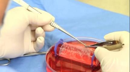 Камуфляж из кожи кальмара вызвал ажиотаж у военных США Камуфляж из кожи кальмара вызвал ажиотаж у военных США