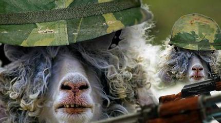 Украинские военные захватили хлев для жилья Украинские военные захватили хлев для жилья