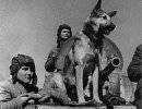 На Параде Победы 24 июня 1945 года одну собаку несли на руках на сталинской шинели На Параде Победы 24 июня 1945 года одну собаку несли на руках на сталинской шинели