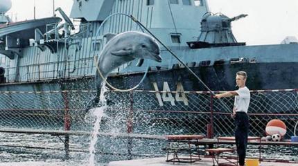 Морские львы-убийцы против дельфинов-саперов: Млекопитающие на службе военного флота Морские львы-убийцы против дельфинов-саперов: Млекопитающие на службе военного флота
