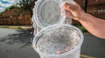 Боевые комары как спецназ мировой вирусной войны