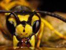Модель мозга пчелы будет управлять автономным летающим роботом