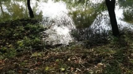 «Болотная оборона»: в Европе придумали новый щит от российских танков