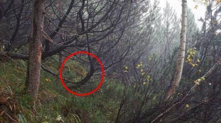 Фотопроект «Камуфляж» — найди снайпера на снимке Фотопроект «Камуфляж» — найди снайпера на снимке