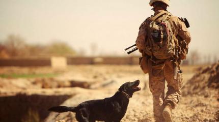 К чему привело отсутствие профессионализма американских военных? К чему привело отсутствие профессионализма американских военных?