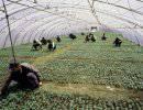 СМИ: Китайцы пашут российские поля