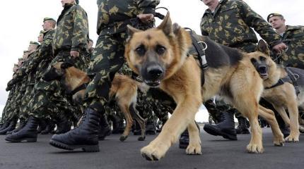 В России создан парашют для служебных собак