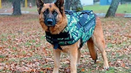 Собаки-саперы проходят боевое крещение в Хабаровском крае