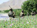 Талибы обвиняют США в увеличении производства опиума в Афганистане