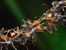 Ученые запрограммировали личинки муравьев на рождение суперсолдат