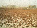 Ливию атакует пустынная саранча