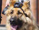 Британских полицейских собак оснастили видеокамерами