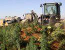 Ливанские "фермеры" отвоевали у армии поля конопли