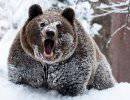 Русский медведь возвращается с холода