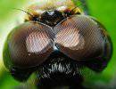 Беспилотники получат "пчелиные" глаза