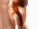 Искусственные мышцы из углеродных нанотрубок: в 200 раз сильнее