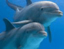 Украинские вооруженные дельфины сбежали от инструкторов в Крыму