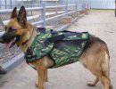 Собаки пойдут служить в армию вместе со своими владельцами