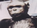 Люди-обезьяны существуют?