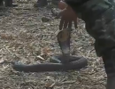 Королевская кобра vs солдат армии Таиланда