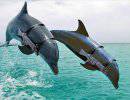 Крымские боевые дельфины перешли на службу России