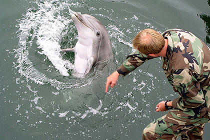 В Минобороны опровергли информацию об учениях с дельфинами в Крыму
