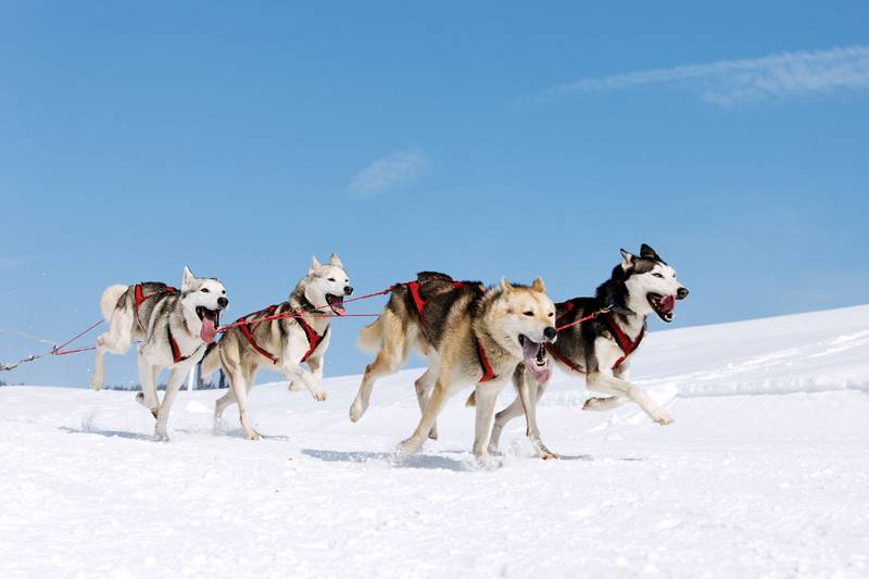 Собак-хаски привлекут к защите северных рубежей России