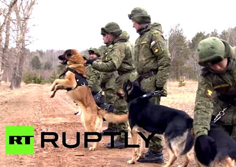 Как в России собак готовят к службе в армии