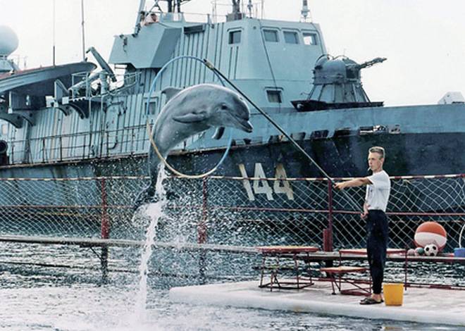 Морские львы-убийцы против дельфинов-саперов: Млекопитающие на службе военного флота