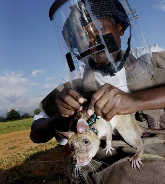 Крысы-бомбоискатели — сотрудники бельгийской службы