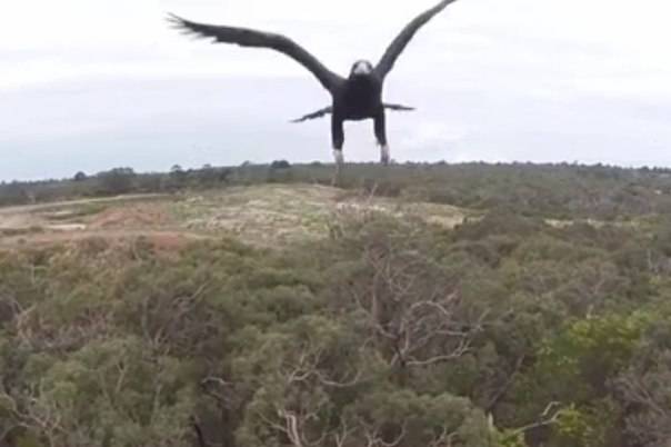 Злой орел сбил беспилотник ВВС Австралии
