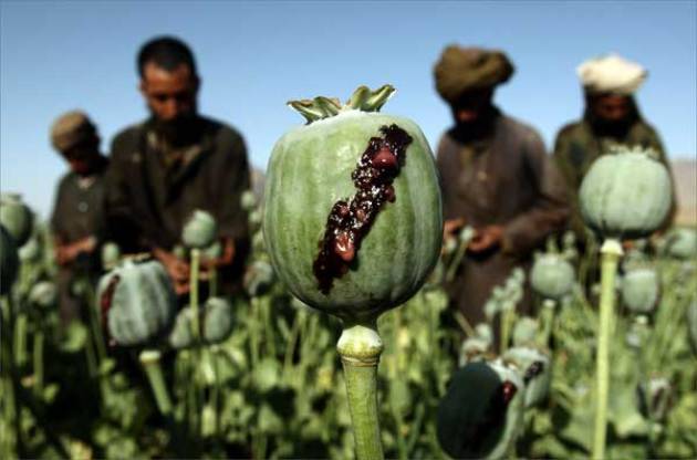 Афганские талибы не дают перепахать маковые поля