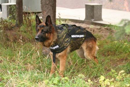 Бронежилет «Норд» защищает служебных собак силовых структур