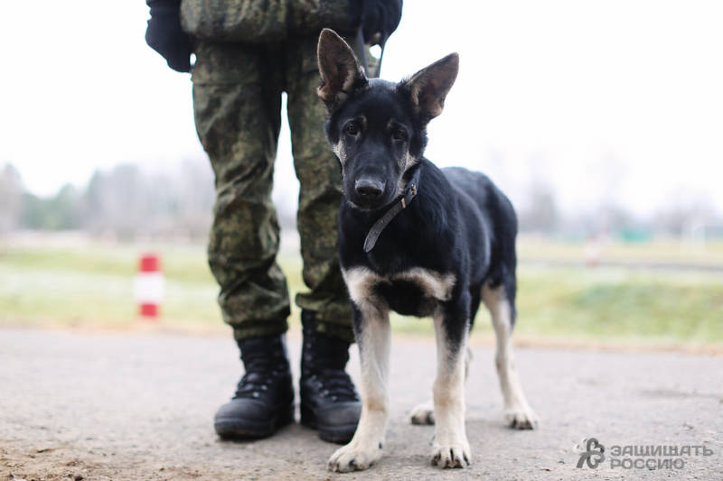 Хвостатый призыв: как солдаты учат собак