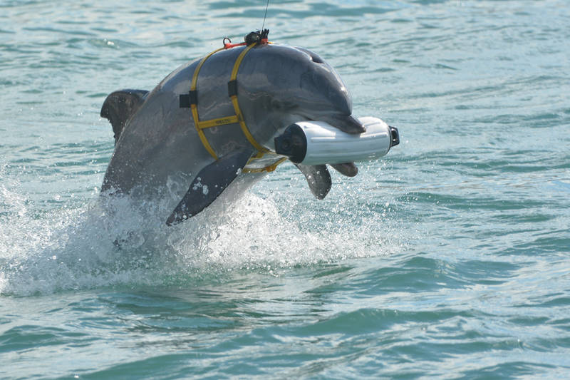 Дельфины – «вежливые люди» моря