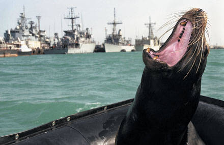 Использование боевых животных в военно-морском спецназе ВМС США